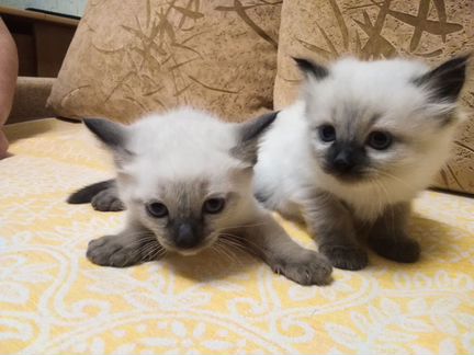 Тайские котята: 2 мальчика