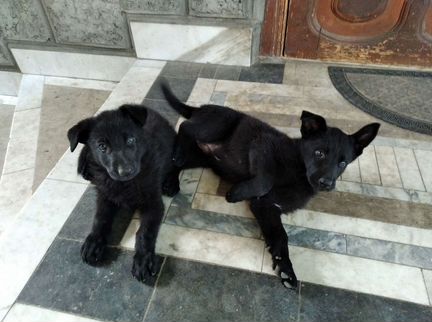 Собаки чёрные немецкие овчарки