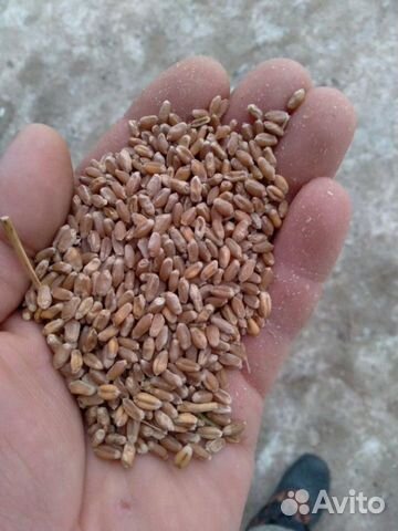 Пшеница оптом в мешках по 40 кг