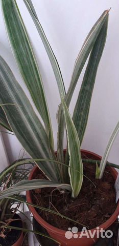 Сансевиерии разные