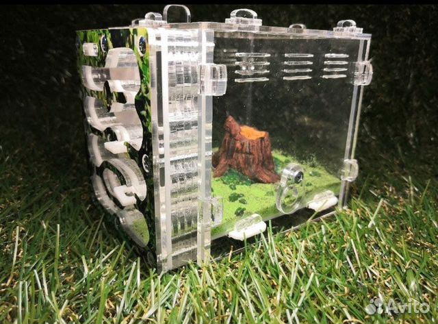 Муравьиная ферма с муравьями - жнецами