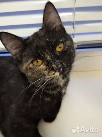 Стерилизованная девочка в добрые руки 8 мес