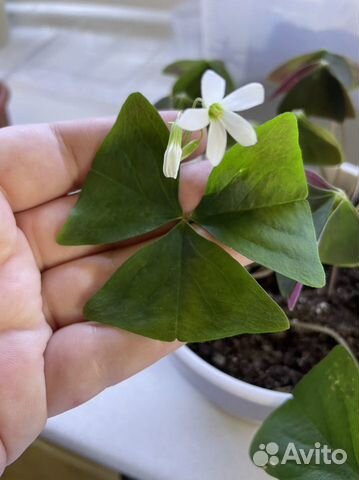 11 сортов Кислица оксалис