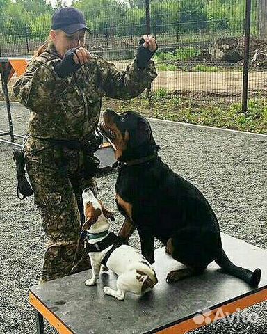 Дрессировка собак