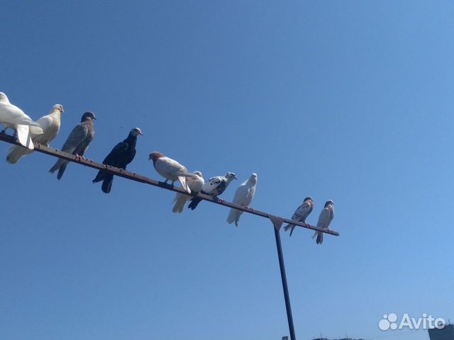 Голуби летные,бойные,для гона