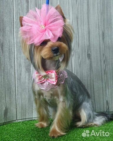 Груминг щенков и взрослых собак и кошек