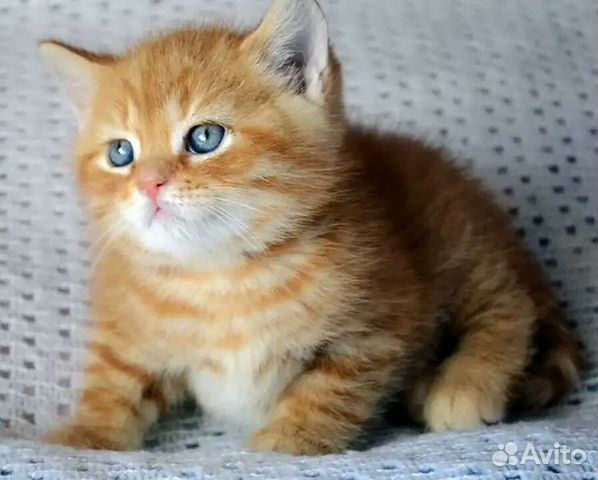 Рыжий кот британец