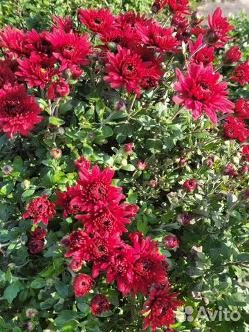 Хризантема садовая(полноценный куст)