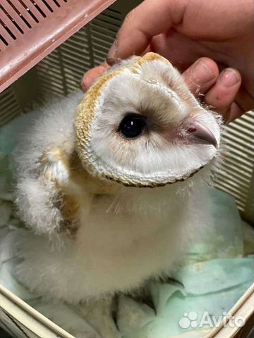 Передержка животных