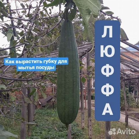 Люффа мочалка, натуральная губка семена