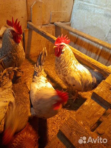 Борковские Барвистые цыплята, яйца