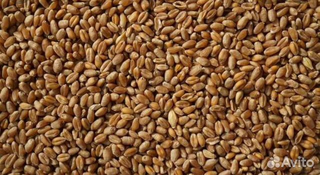 Пшеница, ячмень, овес, кукуруза, горох,семечки