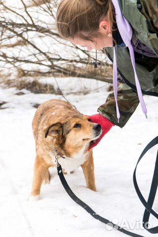 Небольшая собака из приюта на доживание