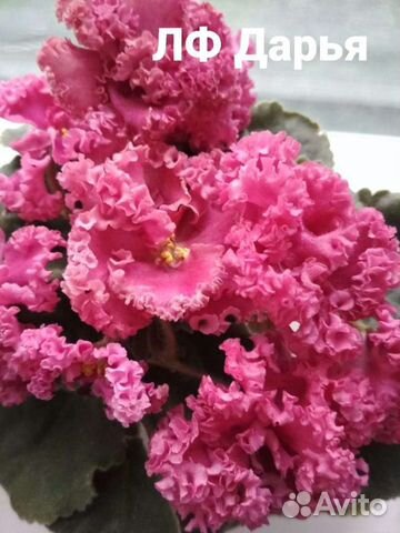 Сортовые фиалки