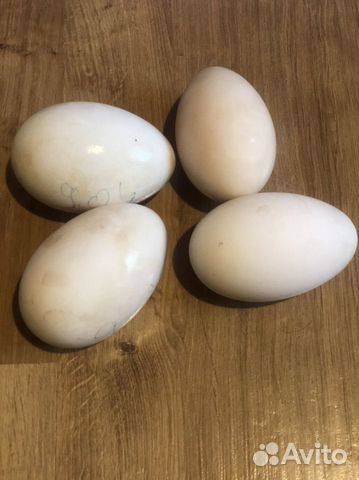 Яйцо гусиное инкубационное