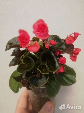 Бегония вечноцветущая
