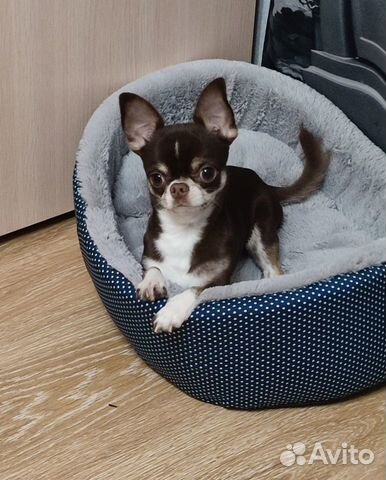 Вязка Чихуахуа mini