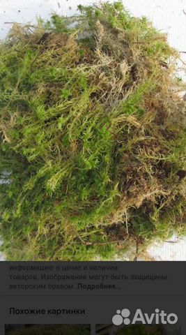 Продам мох сфагнум