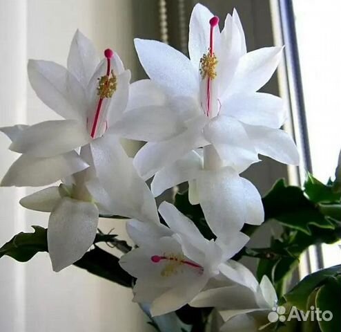 Декабрист оранжево-крас,красн,сиренев,белый,роз