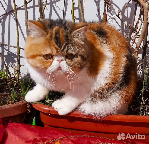 Продам котят экзотов