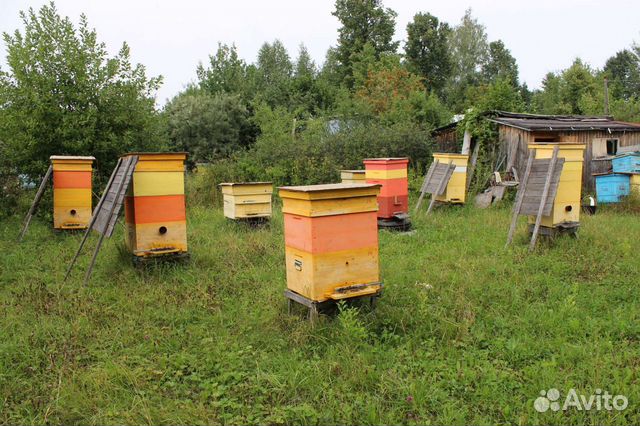 Улей дадан, корпуса, магазины