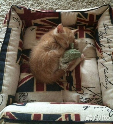 Кому розовоносое счастье в дом Кому розовоносое счастье в дом