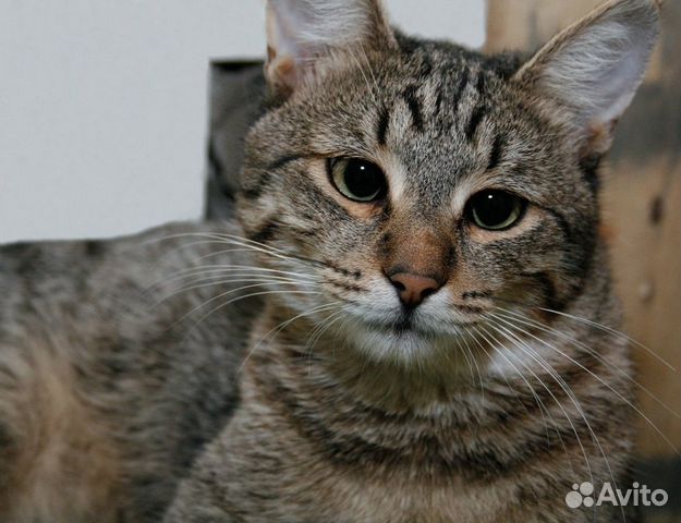 Возьми кошку из приюта