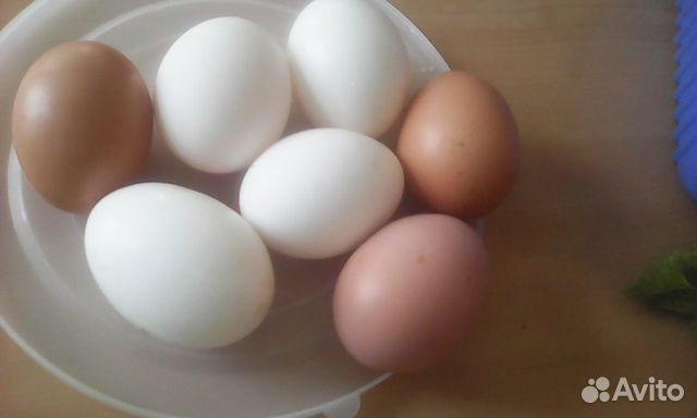 Яйца несушек домашние купить на Зозу.ру - фотография № 1