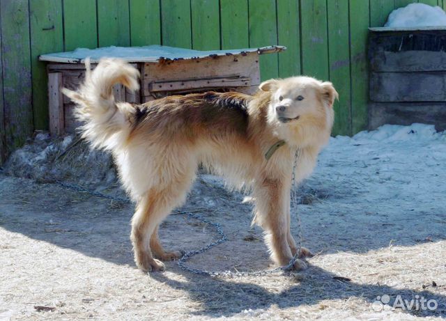 Молодой красивый пёс ищет дом купить на Зозу.ру - фотография № 6