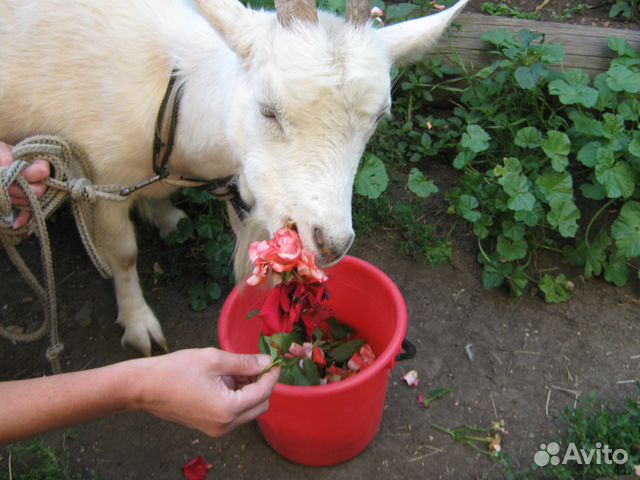 Молочно-пуховые козлята- производители купить на Зозу.ру - фотография № 1