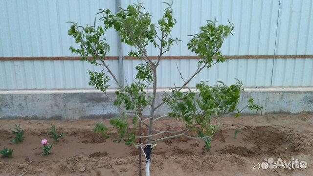 Участок 10 сот. (ИЖС) Участок 10 сот. (ИЖС)