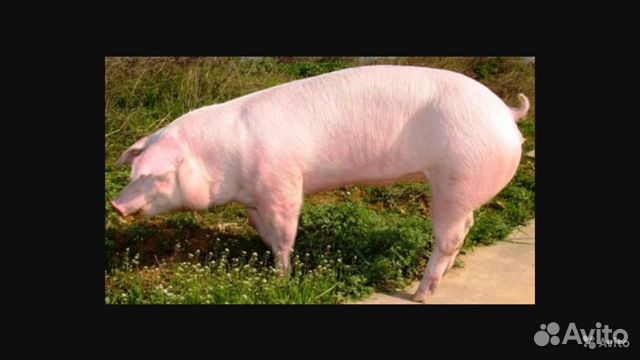 Продам свинину живым весом купить на Зозу.ру - фотография № 1