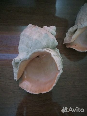 Рапаны морские Рапаны морские