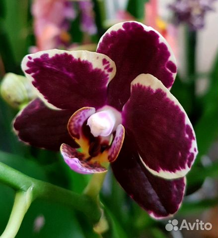 Орхидея phalaenopsis Bellinzona