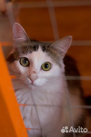 Кошка Понка, 2 года (из приюта)