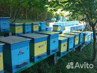 Пчелопакеты породы Карника в 2020 году купить на Зозу.ру - фотография № 3