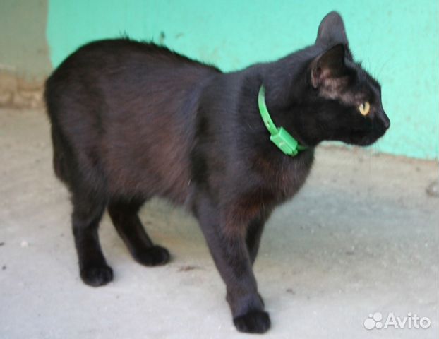Молодая стерилизованная кошка-мышеловка ищет дом купить на Зозу.ру - фотография № 4