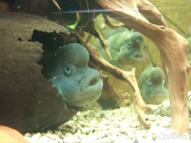 Львиноголовые цилиды (Steatocranus casuarius)