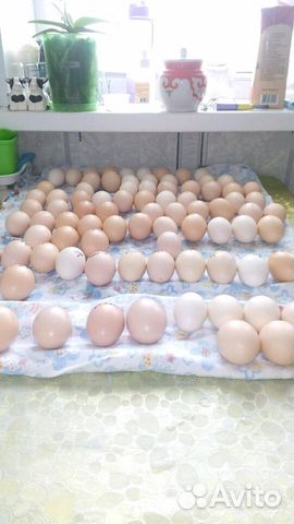 Инкубационное яйцо кур мясояичного направления купить на Зозу.ру - фотография № 1