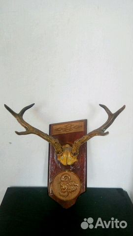 Рога косули