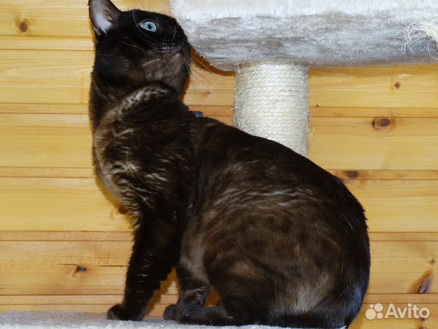 Молодой бенгальский кот редкого окраса