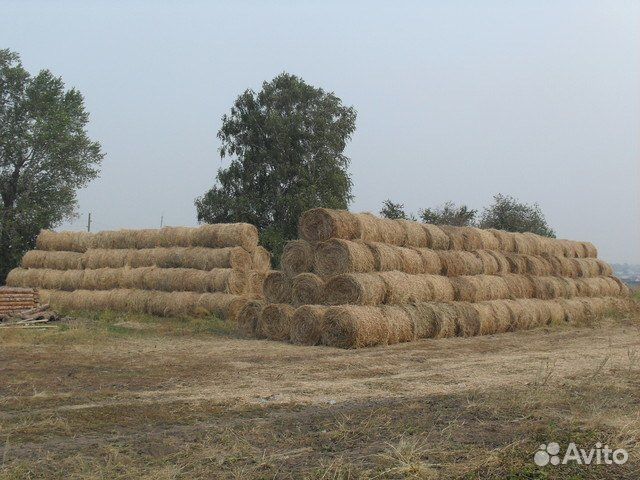 Сено кемеровская область. Тюки на 350кг. Плотность рулонах тюков сена. Курган сено.