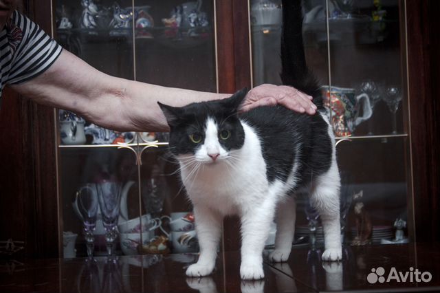 Кошка в добрые руки бесплатно купить на Зозу.ру - фотография № 2