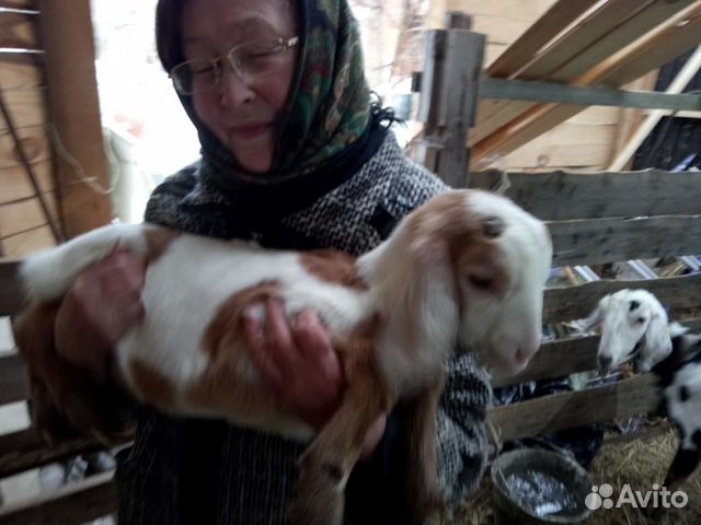 Продаются породистые высокоудойные козы купить на Зозу.ру - фотография № 1