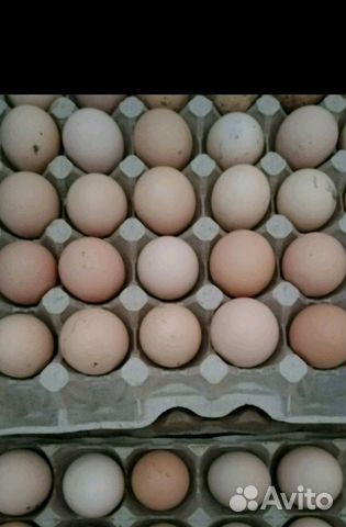Яйца брамо для инкубатора купить на Зозу.ру - фотография № 6