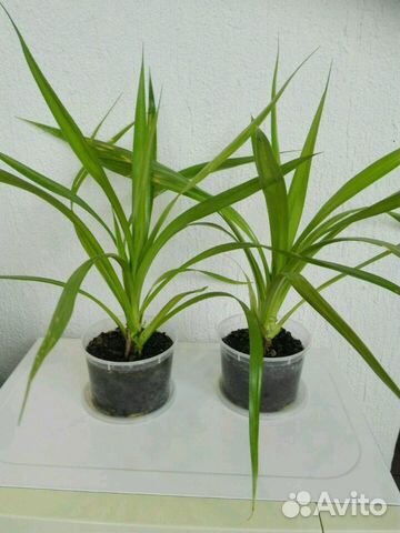 Пальма панданус