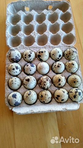 Инкубационное яйцо перепелов пароды Техасцев белых купить на Зозу.ру - фотография № 2