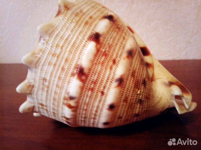Раковина моллюски купить на Зозу.ру - фотография № 3