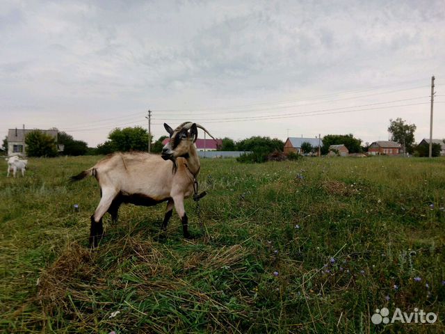 Высокоудойная коза купить на Зозу.ру - фотография № 2