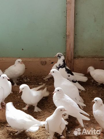 Бакинские широкохвостные голуби 2019 купить на Зозу.ру - фотография № 6